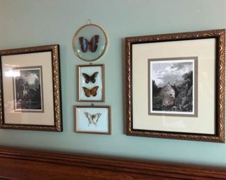 Preserved Butterflies and Pair of Photos
