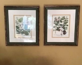 Set of Flower and Herb Anatomy Prints