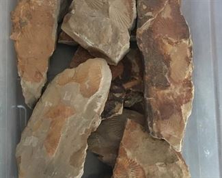 Fossil Rocks