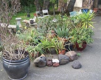 Huge Collection of Potted Plants Succulents Cactus