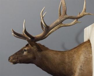 12 Point Elk Trophy