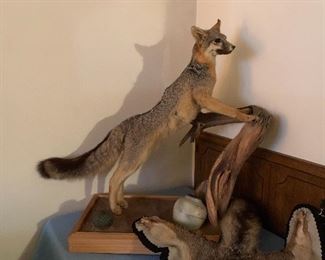 Fox