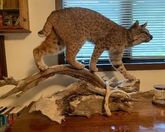Bobcat