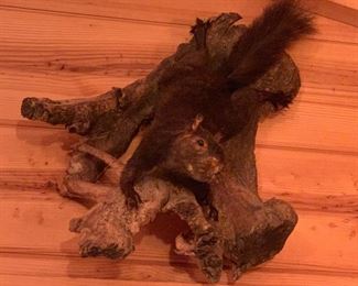 Mounted Squirrel