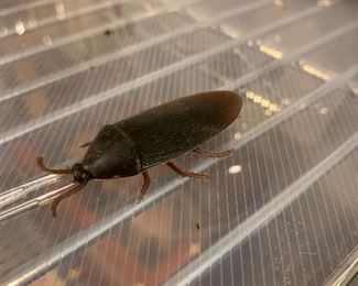 Our pet, Ryan the Roach.