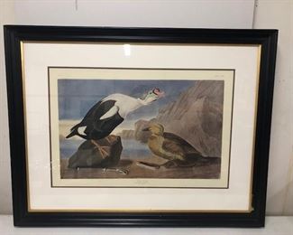 Audubon print in vert good condition. Feel like these used to sell for a mint ! Beautiful engraving
