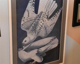 Framed Print (Audubon)