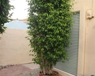 Tall Potted Ficus, FABULOUS!  Heavy, Bring Help!!!