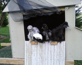 Chicken Coop on Wheels with Fenced Run Underneath and 2 Hatch Doors for Chicken Ladder and Gathering Eggs. Very Cozy for Your Ladies!