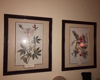 Audubon Prints