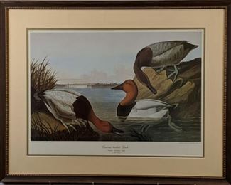 Canvas Back Duck / Eider Duck by John Audubon
