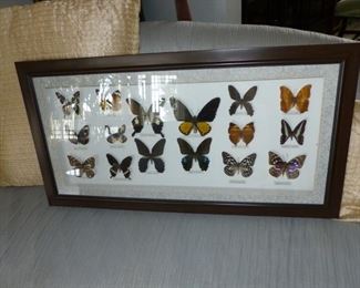 Collection of framed butterflies and bugs
