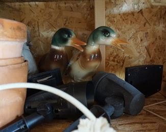 ducks