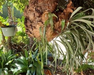 2, over 40 years old staghorn ferns.
