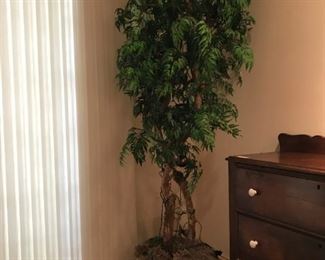 Silk Tree