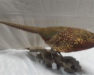 Pheasant
