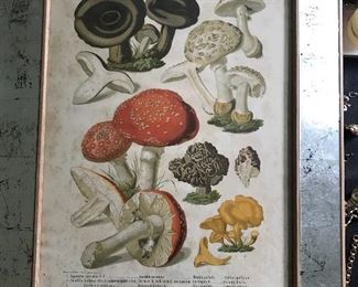Antique pr. of Dutch mushroom prints, from Marshall Fields