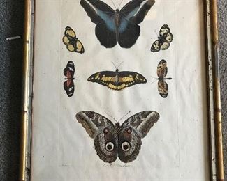 Pr of antique butterfly prints from Marshall Fields