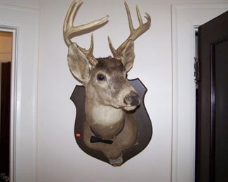 MOUNTED DEER HEAD