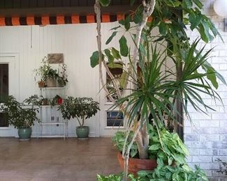 Some very nice plants for sale.