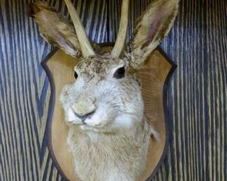 Jackalope taxidermy