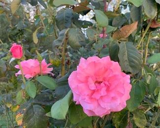 a rose by any other name...