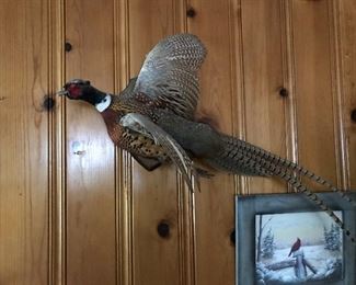 Pheasant in beautiful flight