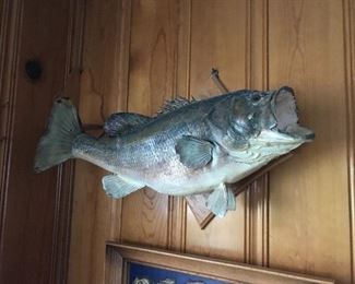 Another great mounted fish.