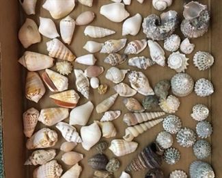 Lots of shells available.