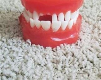 Teeth and Gums Model