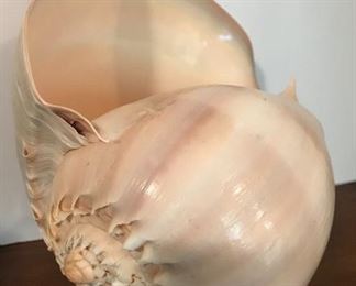 Huge Conch Shell with Display Stand
