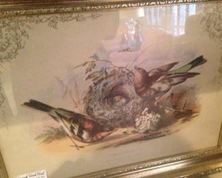 Chaffinch - framed bird print