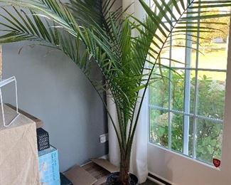 Live plant- Palm