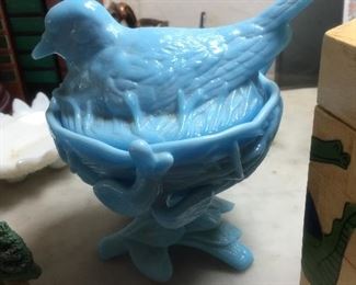 Nice Westmoreland bird on nest