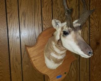 Antelope mount