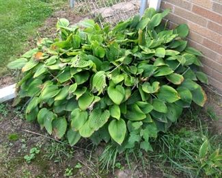 Hosta Plants, Roots,  For Sale