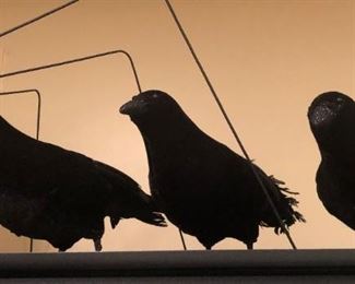Black Crows