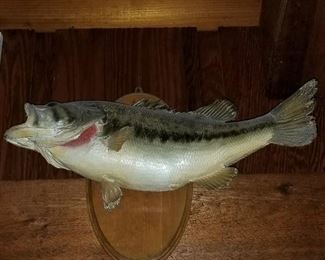 Mounted Fish