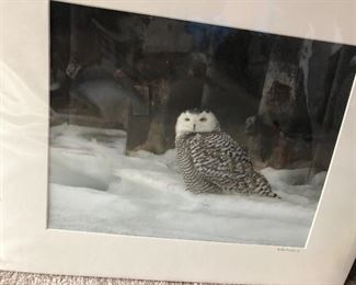 Owl print