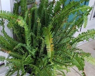 2 concrete urns with fern plants