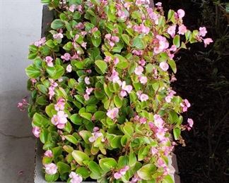 2 concrete planters with flowers planted