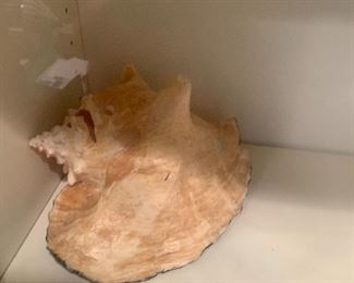 Sea shells