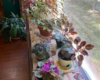 Violets and shamrocks