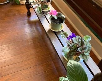 Violets