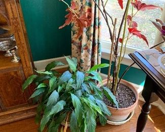House plants
