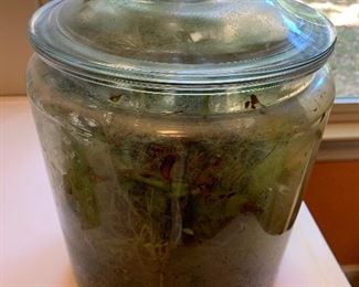 Plants in glass jar -terrarium