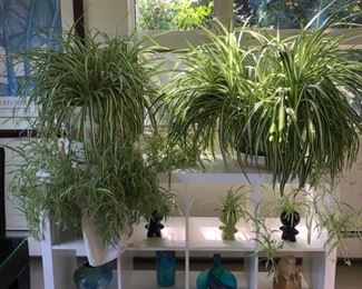 House plants 