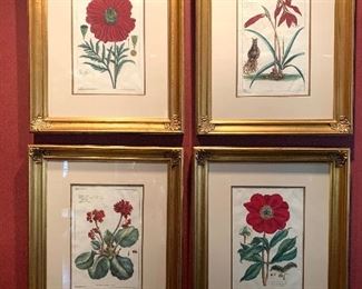 Four framed botanicals