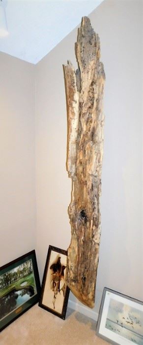 Incredible 8' tall driftwood piece