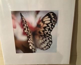Large Butterfly Photograph Print.